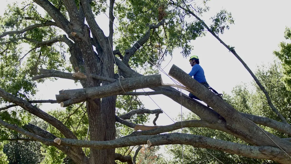 Professional Crown Thinning performed by certified arborists in Callery