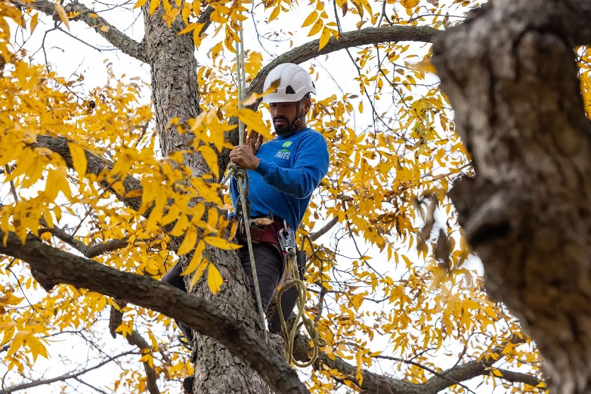 Skilled Tree Planting crew working in Callery